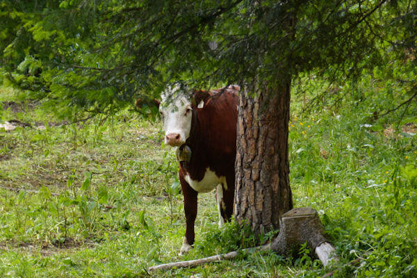 Schüchterne Tiroler Kuh