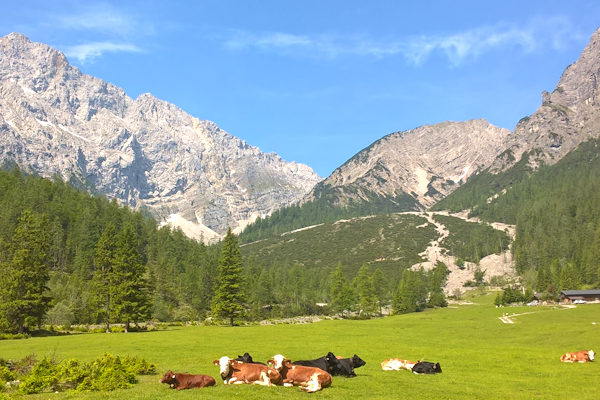 Berge und Kühe